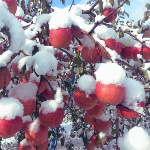 【予約】ぐんま名月&サンふじ