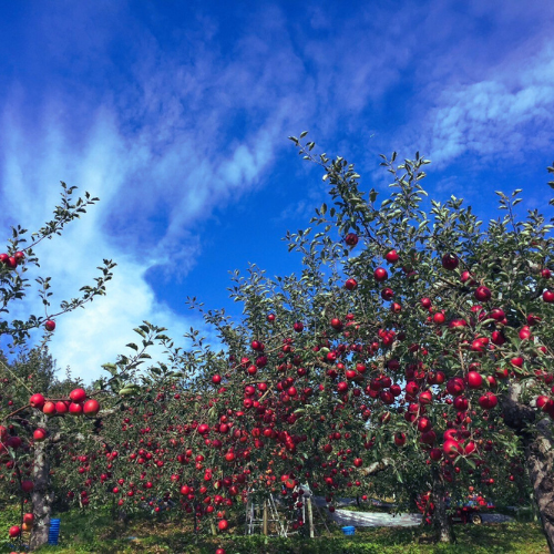 サンふじ小玉家庭用